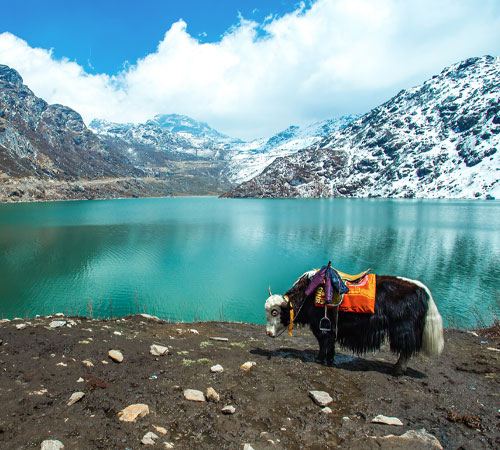 Discover Darjeeling and Sikkim