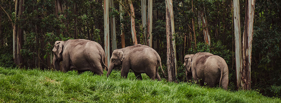 Jaldapara Wildlife Sanctuary